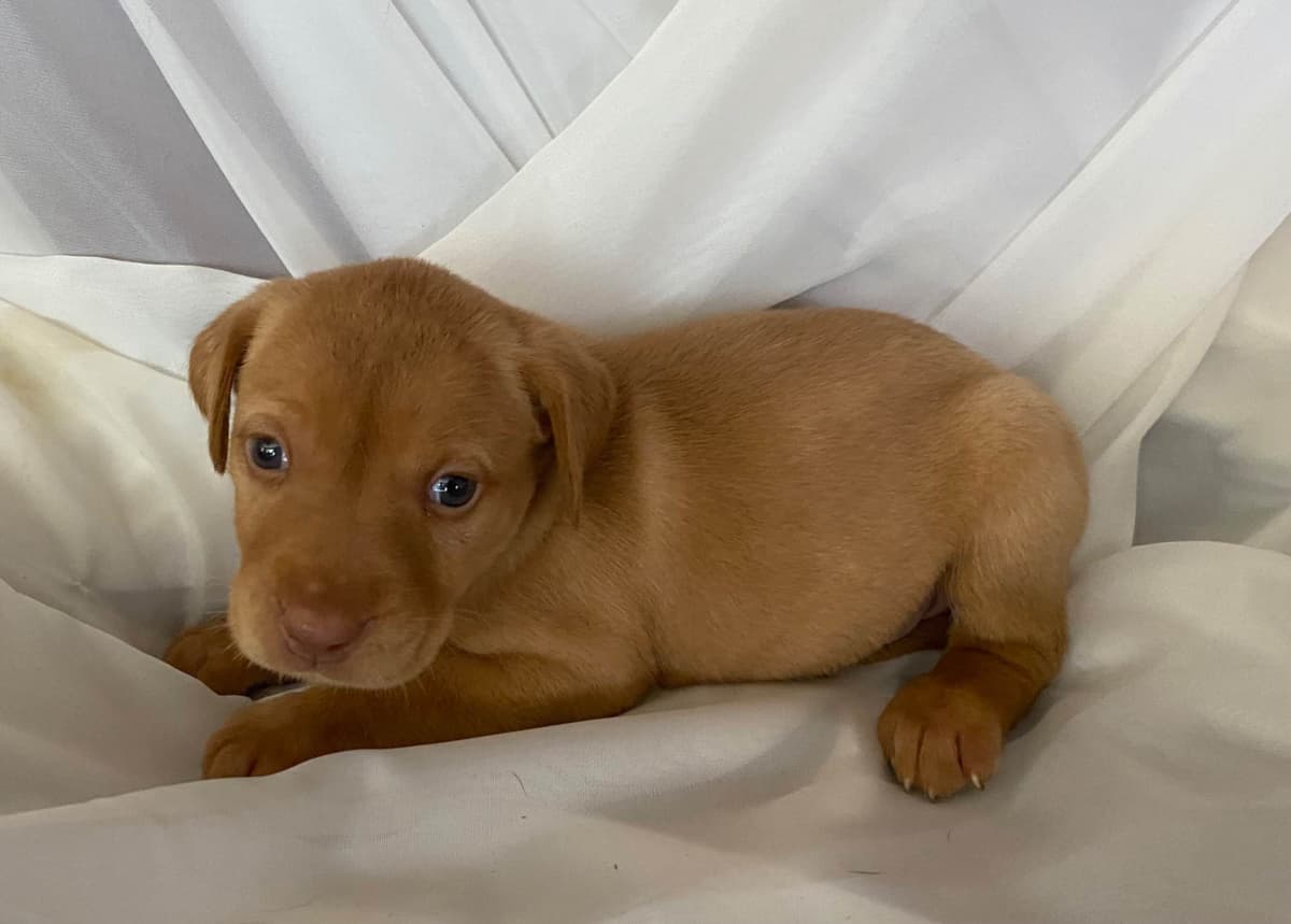 Labrador Retriever Puppies taking deposits to hold breeder image 12