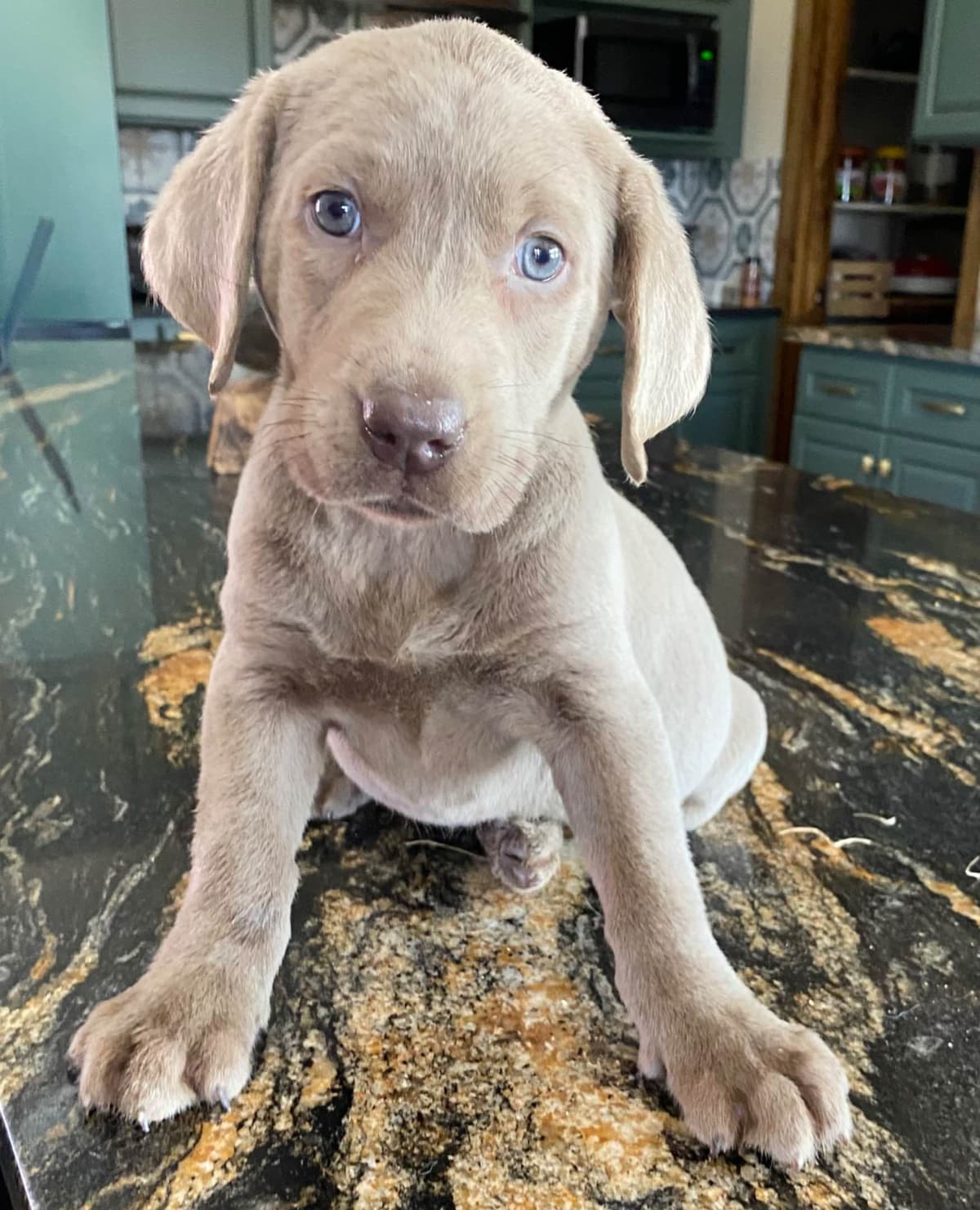 Labrador Retriever Puppies taking deposits to hold breeder image 1