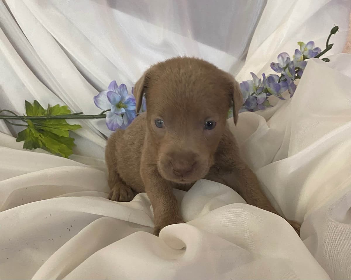 Labrador Retriever Puppies taking deposits to hold breeder image 10