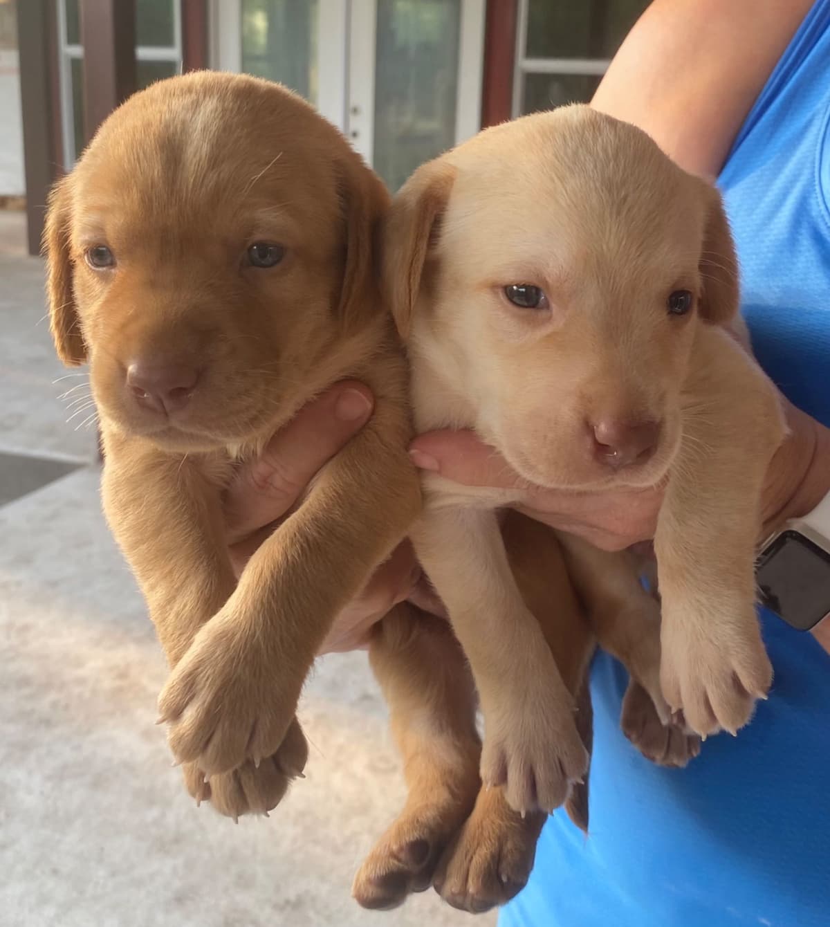 Labrador Retriever Puppies taking deposits to hold breeder image 13