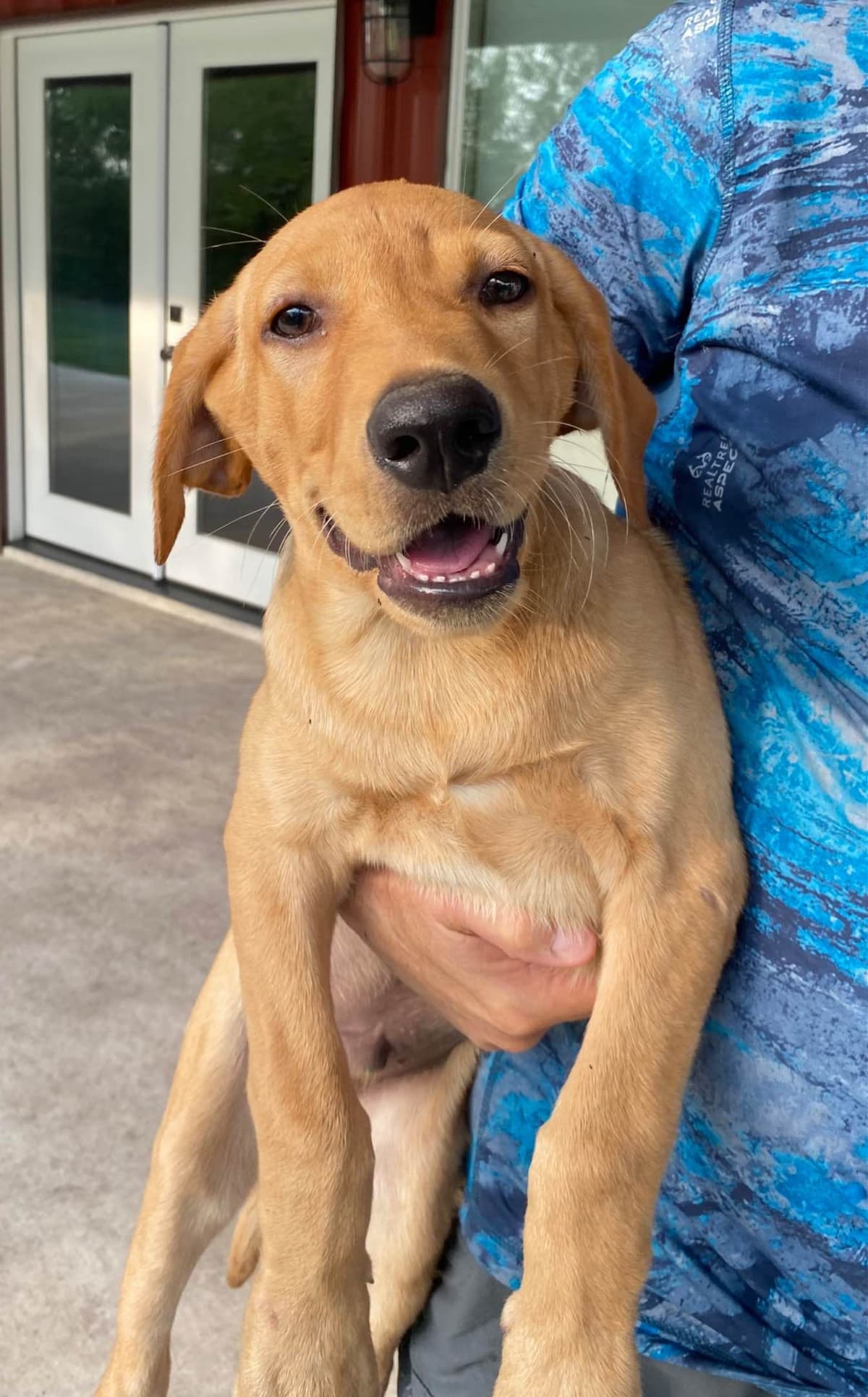 Labrador Retriever Puppies taking deposits to hold breeder image 15