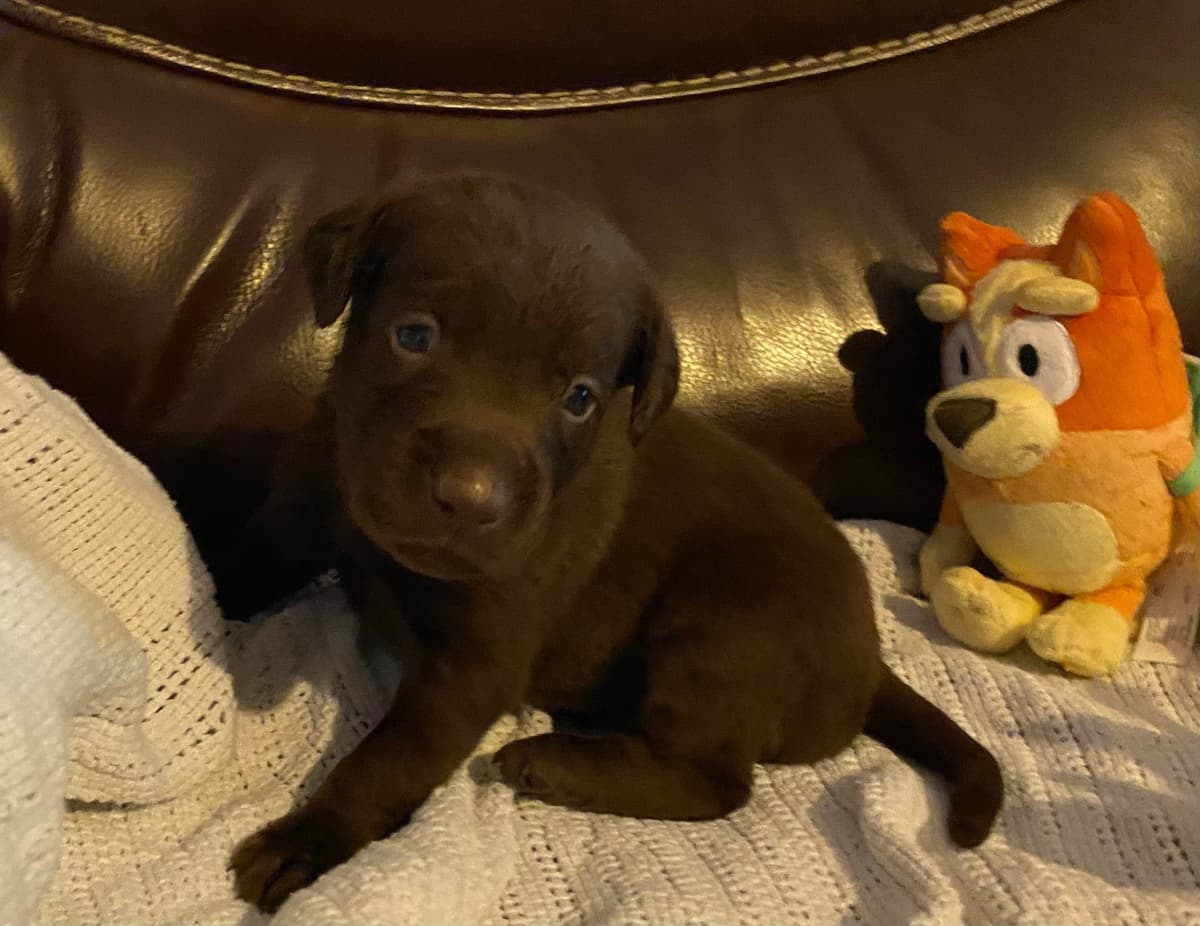 Labrador Retriever Puppies taking deposits to hold breeder image 17
