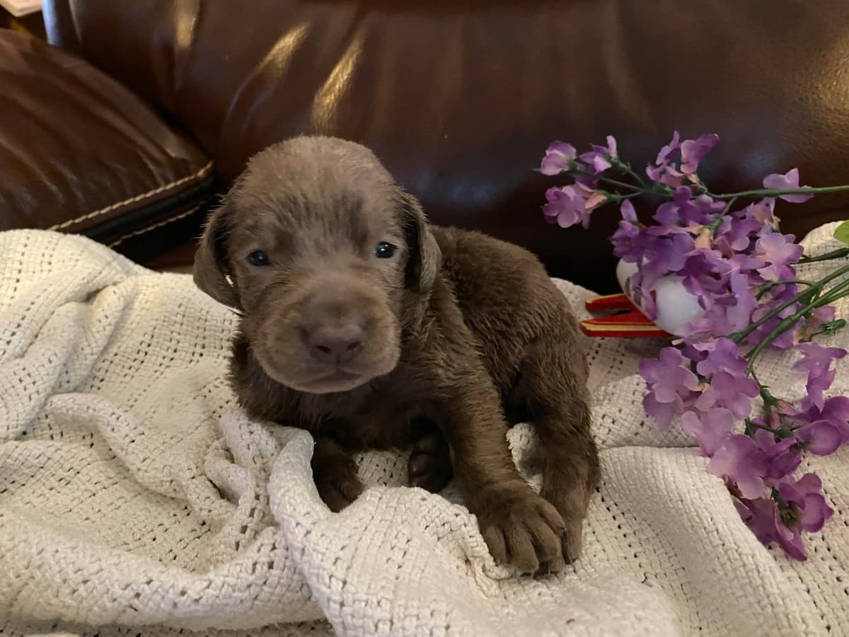 Labrador Retriever Puppies taking deposits to hold breeder image 18