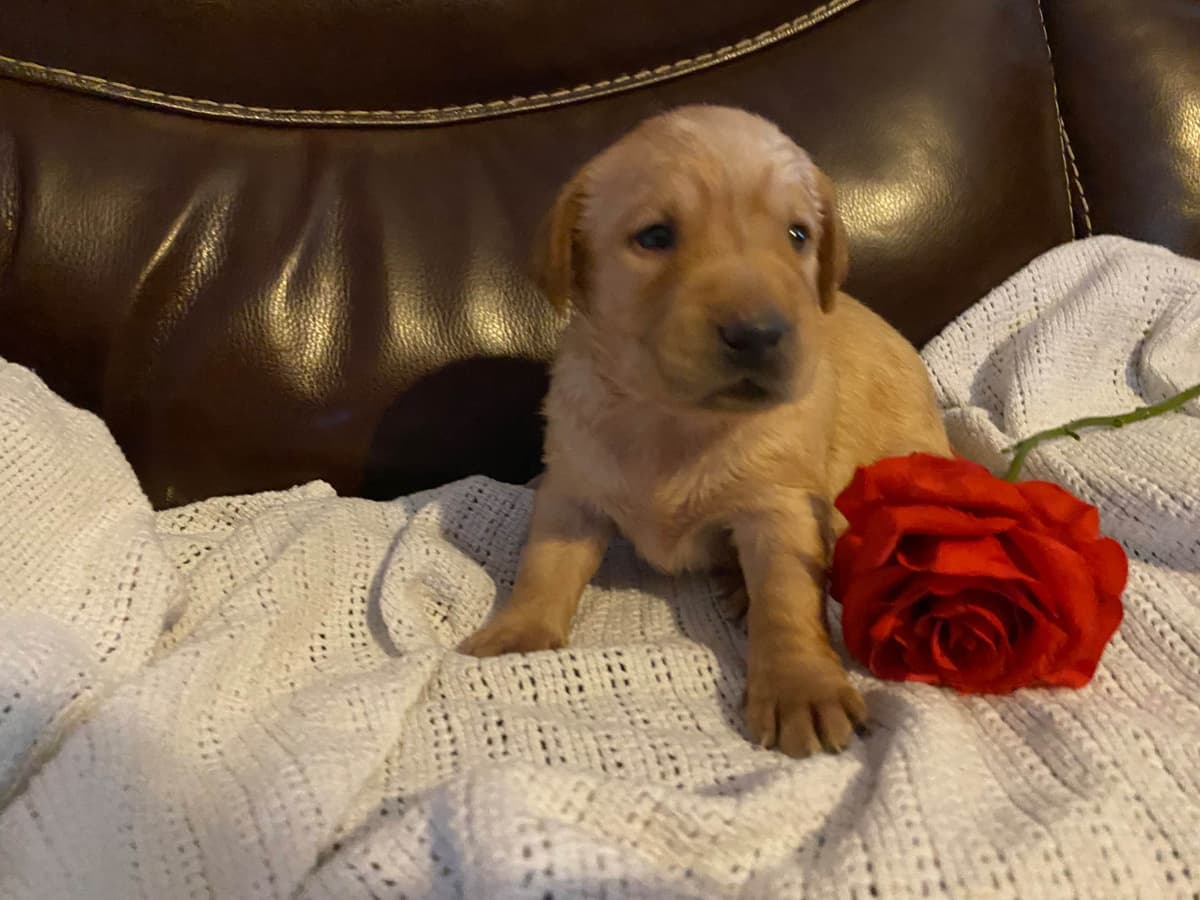 Labrador Retriever Puppies taking deposits to hold breeder image 19