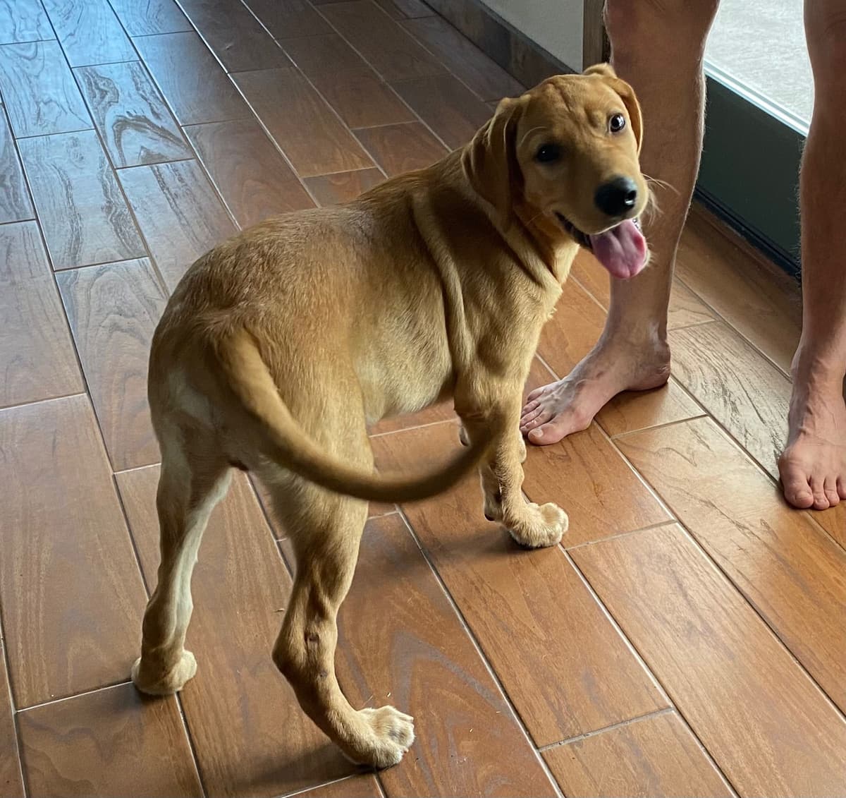 Labrador Retriever Puppies taking deposits to hold breeder image 21