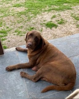 Labrador Retriever Puppies media 3