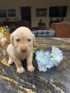 Labrador Retriever Puppies media 4