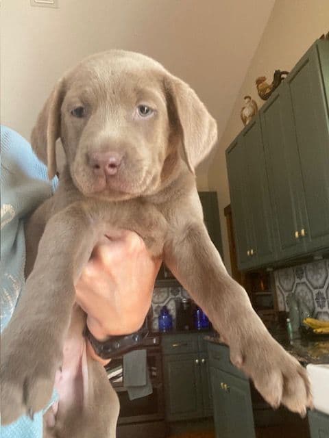 Labrador Retriever Puppies media 6