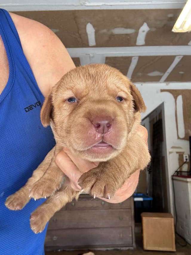 Labrador Retriever Puppies taking deposits to hold media 2