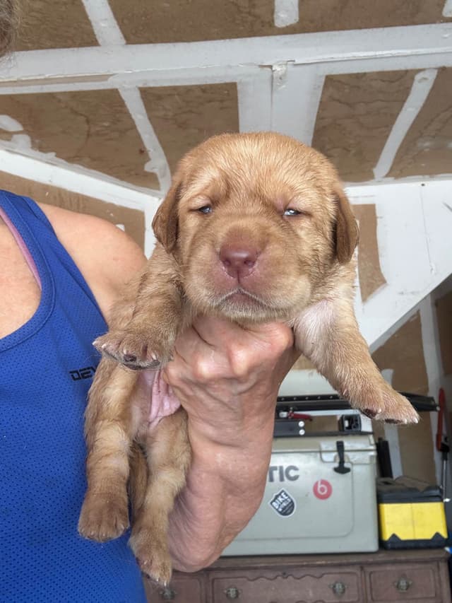 Labrador Retriever Puppies taking deposits to hold media 3