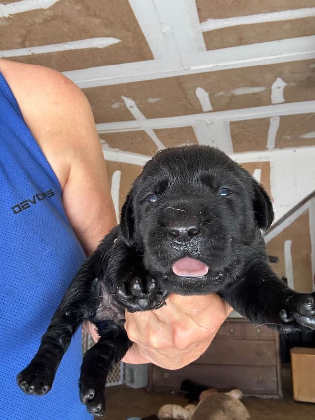 Labrador Retriever Puppies taking deposits to hold media 4