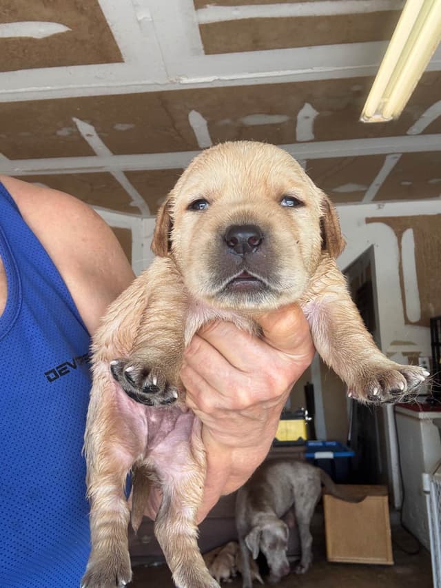 Labrador Retriever Puppies taking deposits to hold media 5