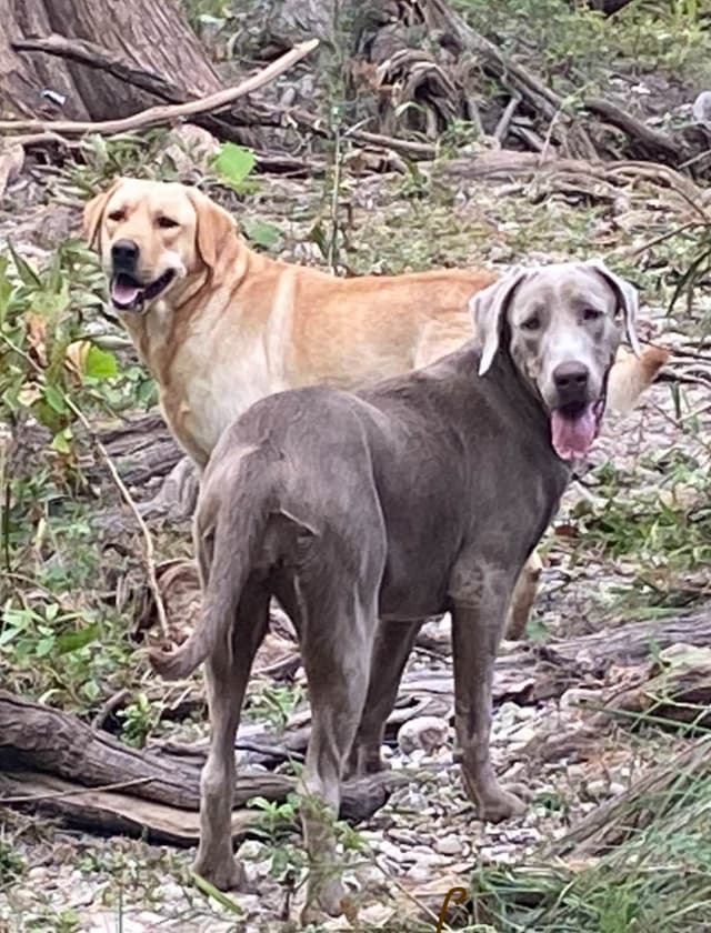 Labrador Retriever Puppies taking deposits to hold media 9