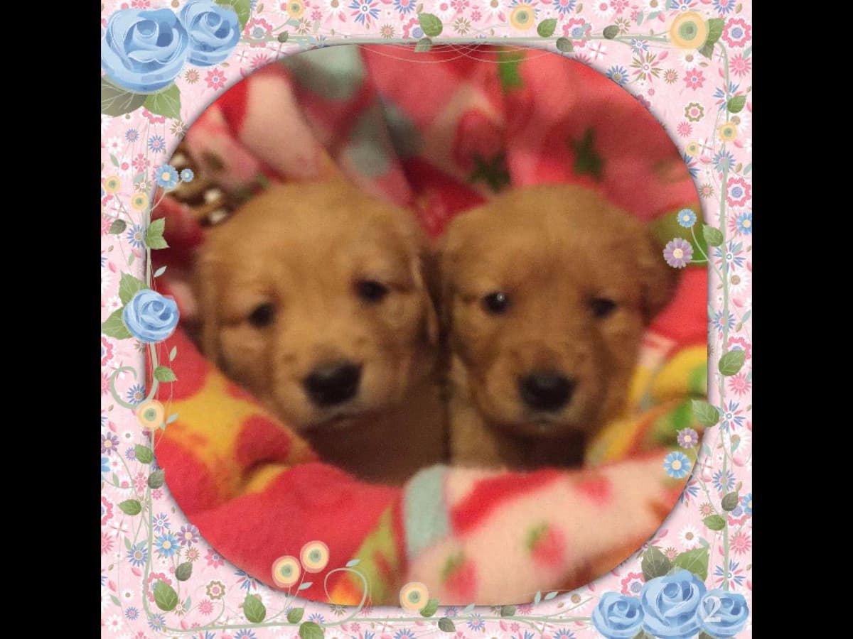 Golden Retriever Puppies breeder image 5
