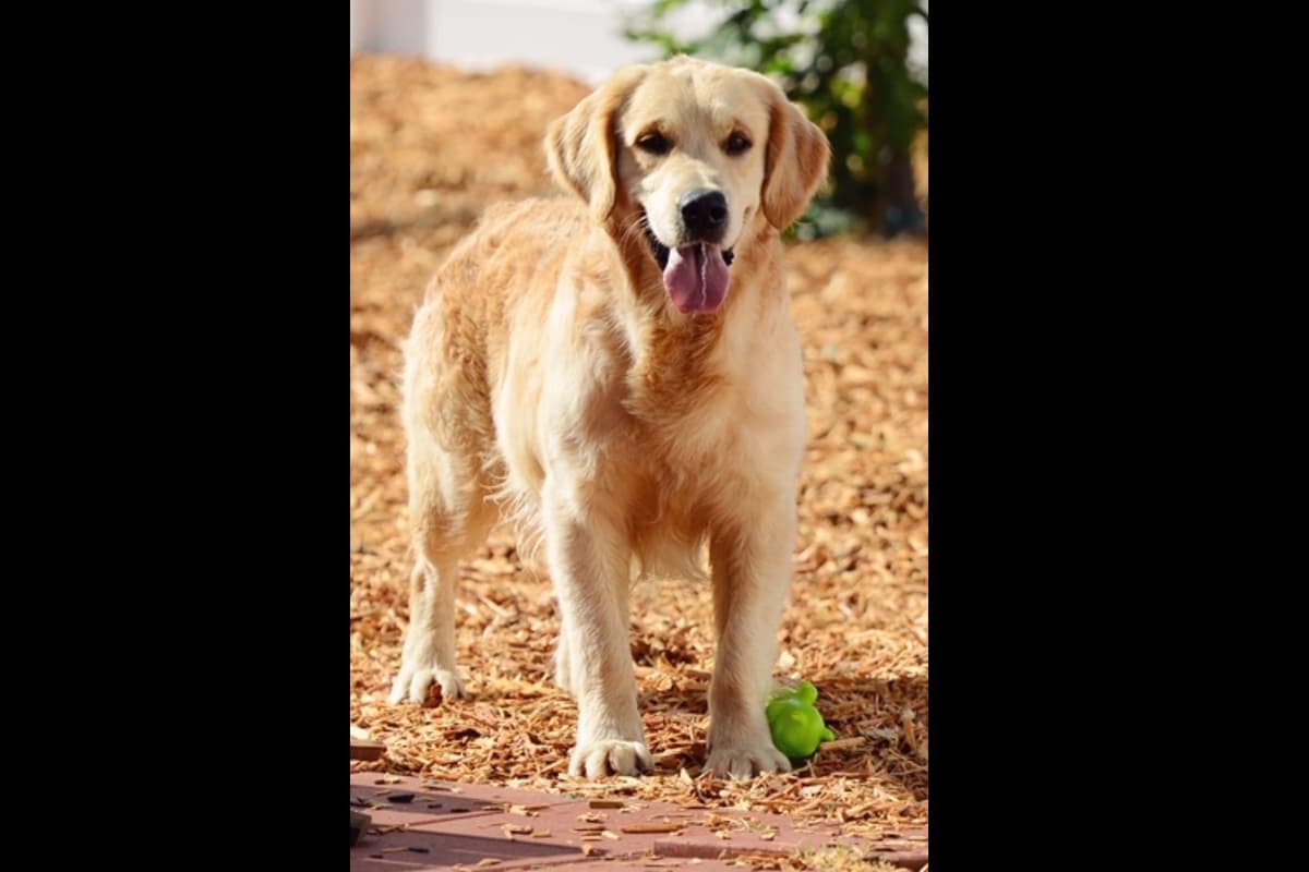 Golden Retriever Puppies breeder image 6