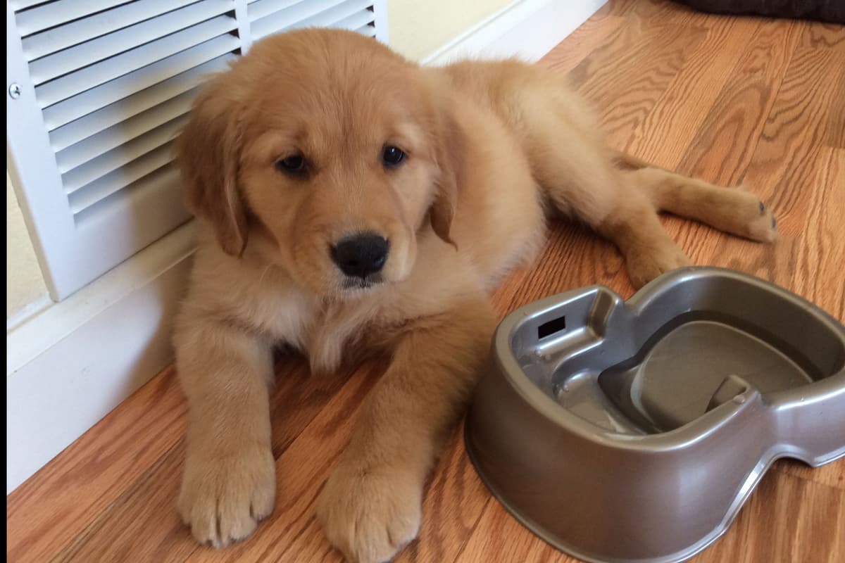 Golden Retriever Puppies breeder image 7