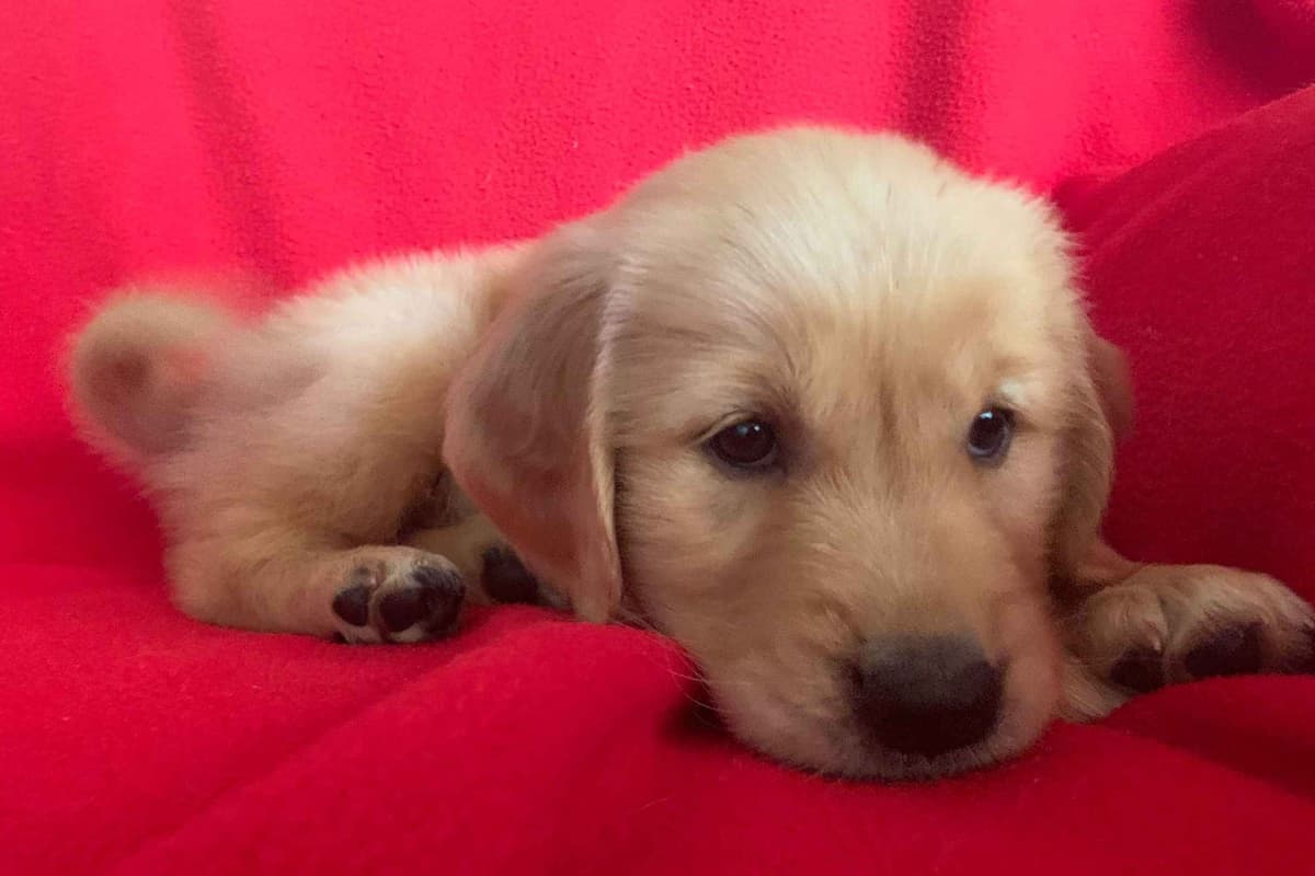 Golden Retriever Puppies breeder image 8