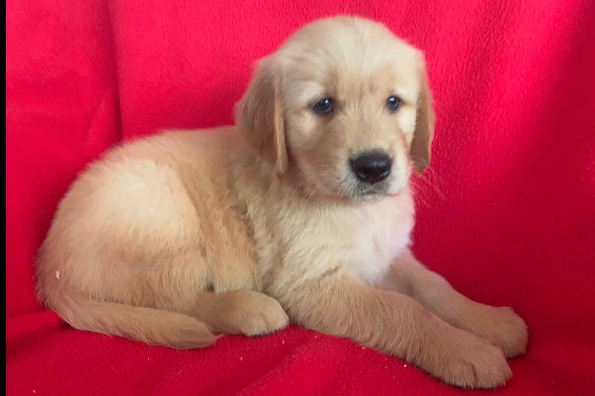 Golden Retriever Puppies breeder image 9