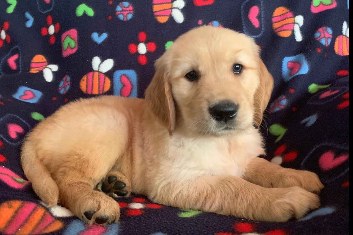 Golden Retriever Puppies breeder image 10