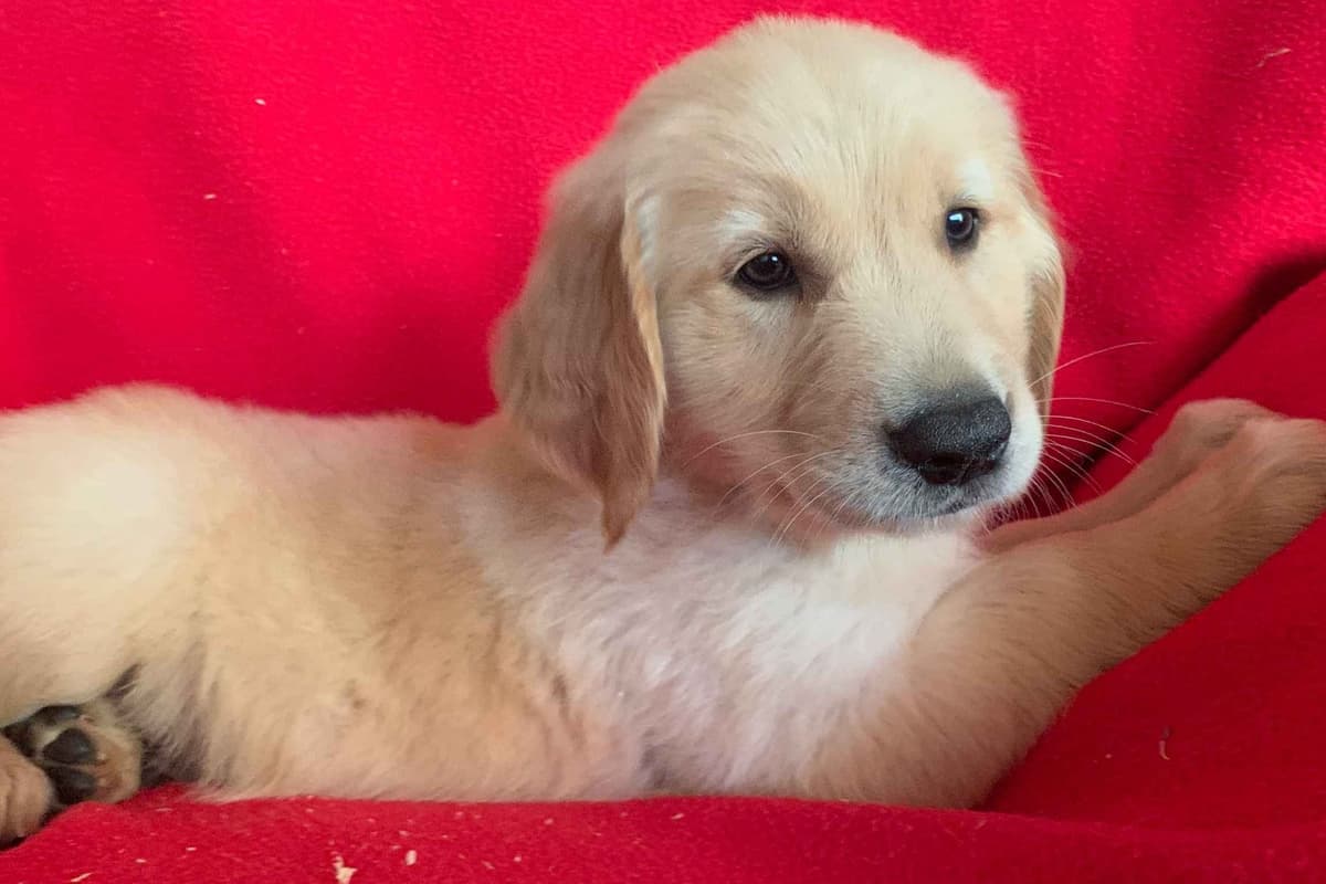 Golden Retriever Puppies breeder image 11
