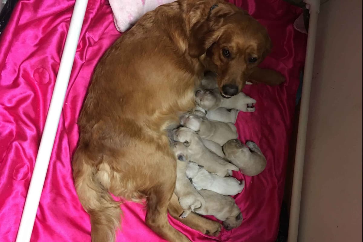 Golden Retriever Puppies breeder image 2