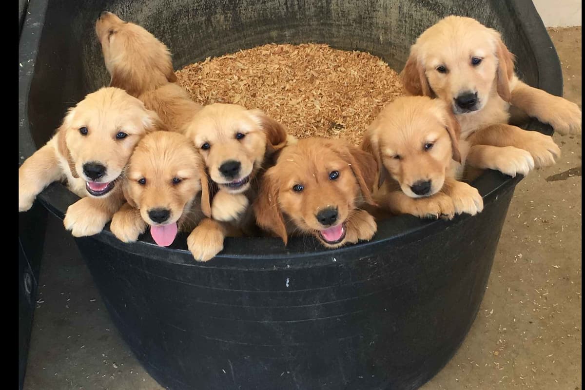 Golden Retriever Puppies breeder image 1