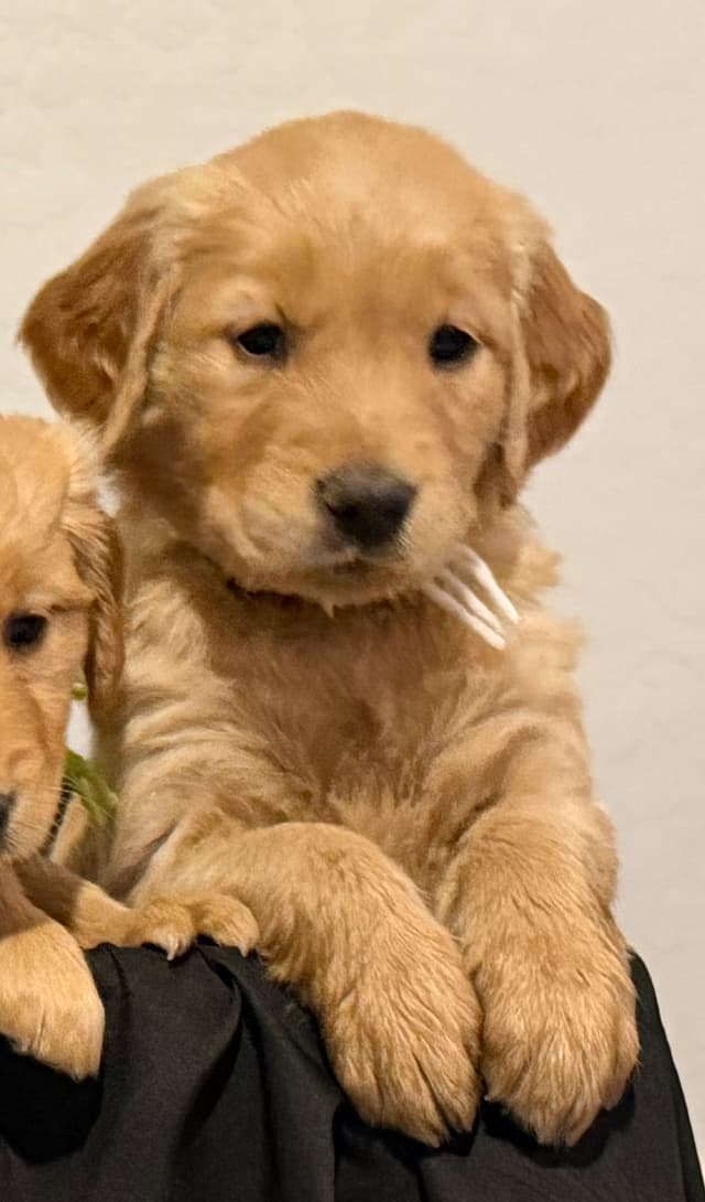 All puppies went home! Next puppies in November. media 2