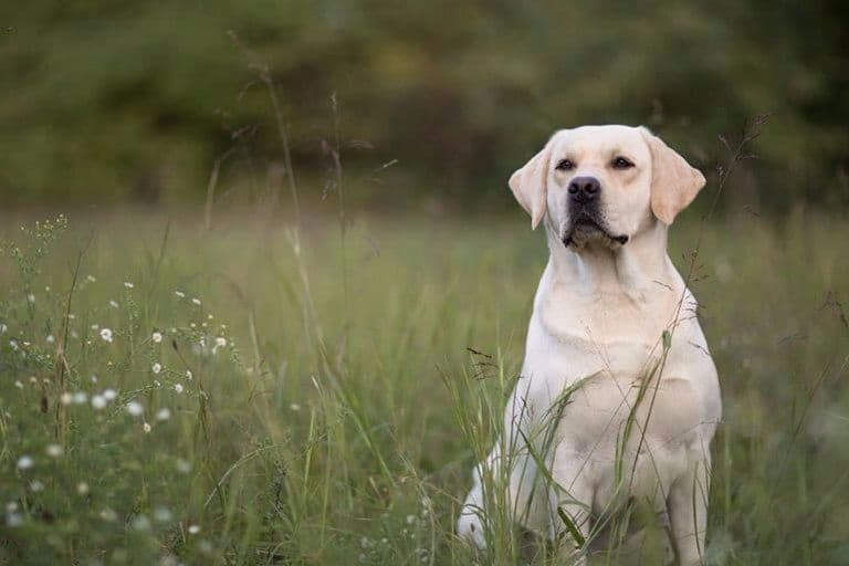 Labrador Retriever Puppies breeder image 1
