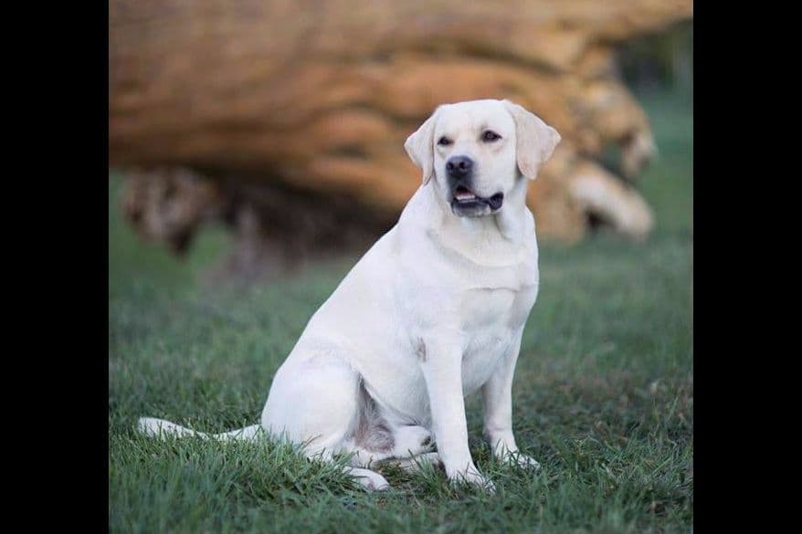 Labrador Retriever Puppies breeder image 7