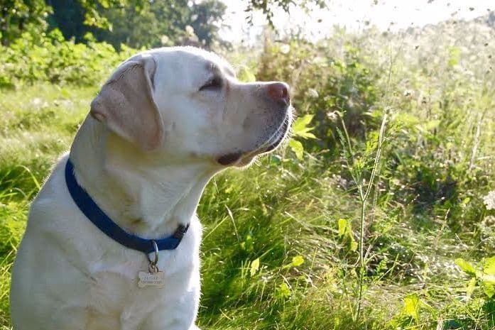 Labrador Retriever Puppies breeder image 5