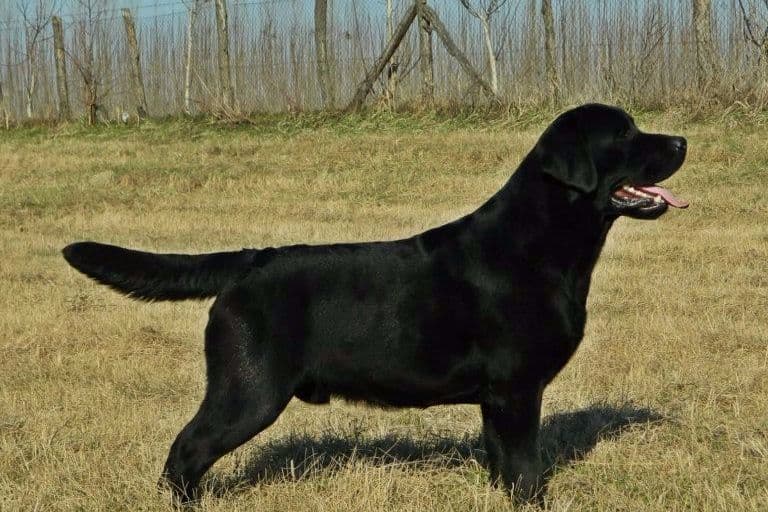 Labrador Retriever Puppies breeder image 2