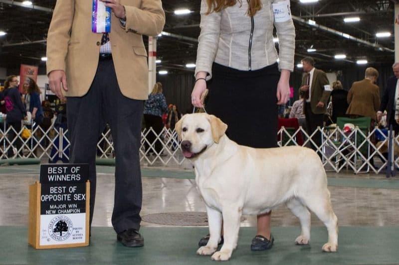 Labrador Retriever Puppies breeder image 8