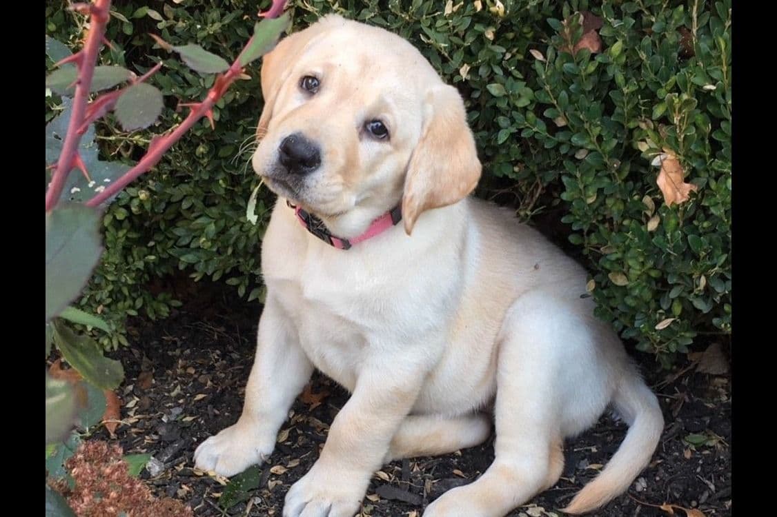Labrador Retriever Puppies breeder image 11