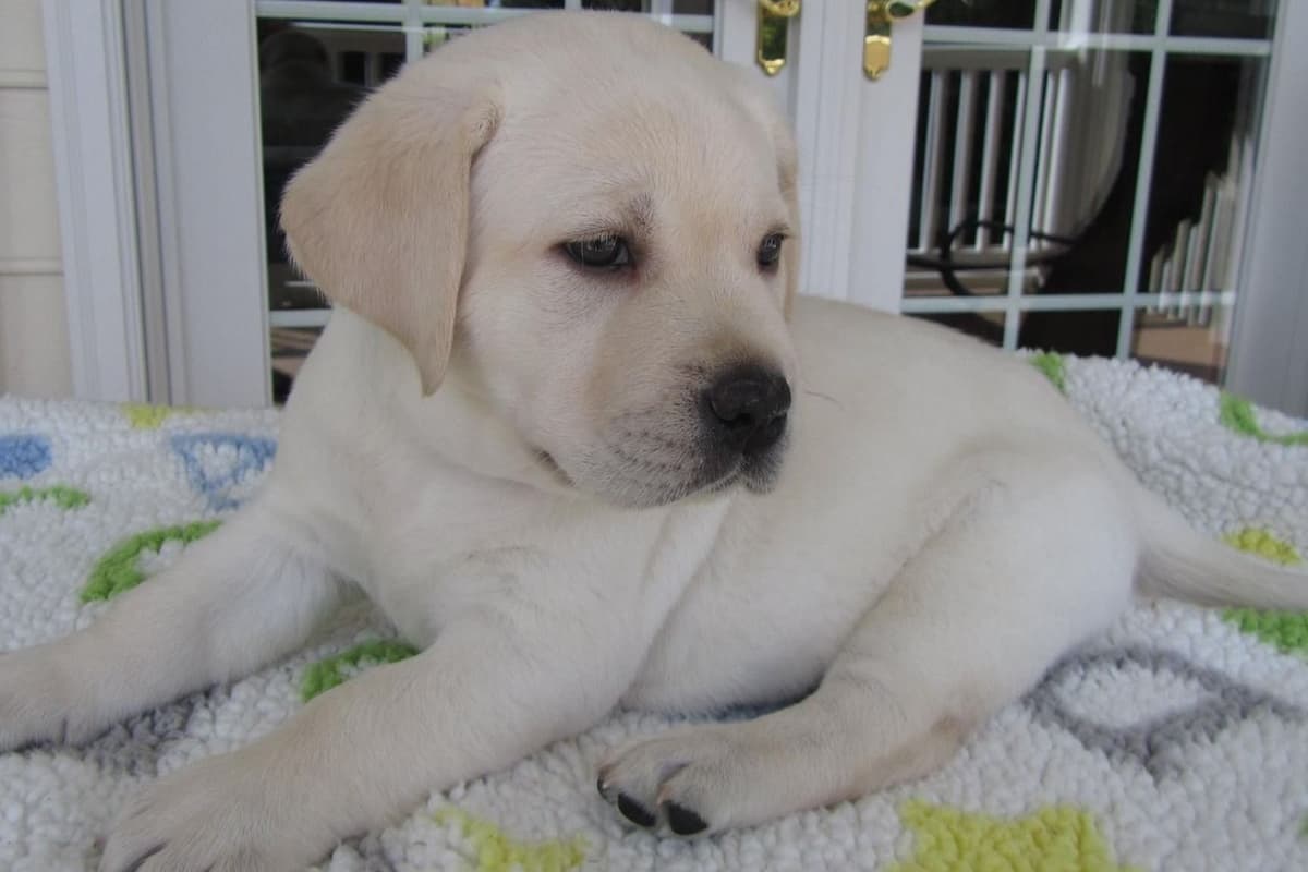Labrador Retriever Puppies breeder image 12