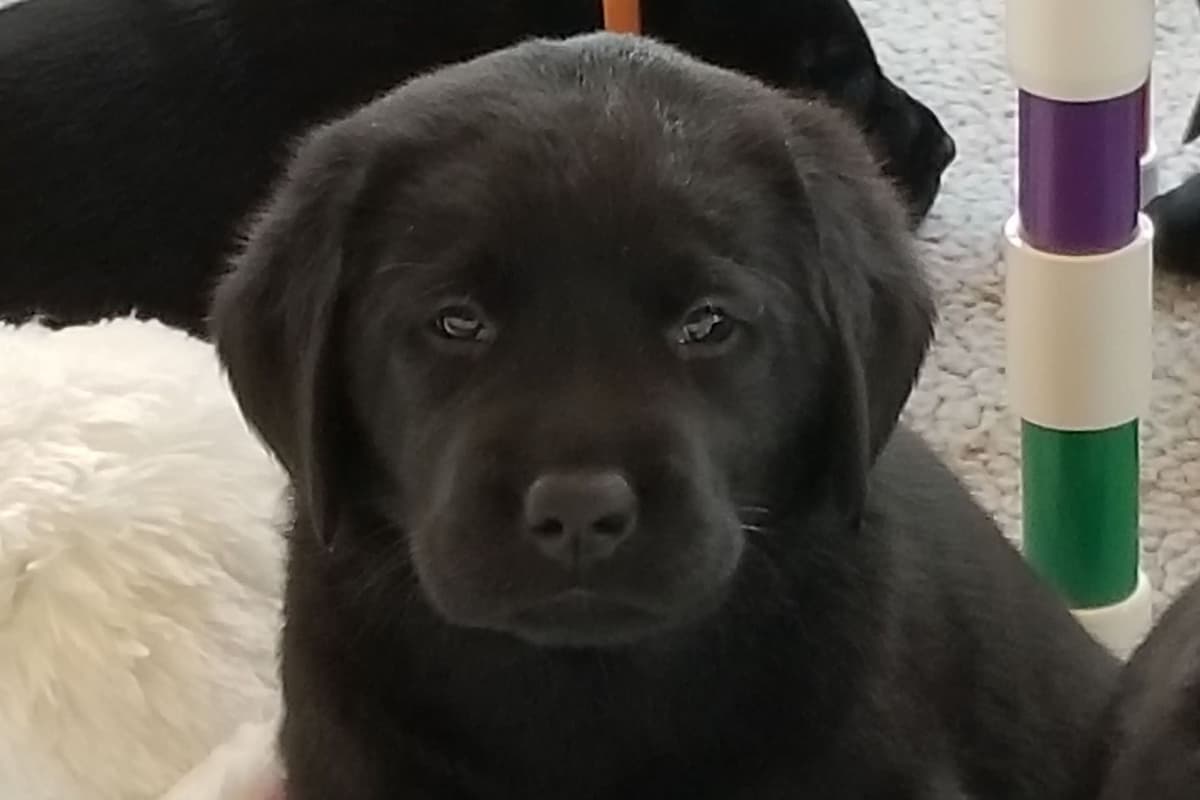 Labrador Retriever Puppies breeder image 13