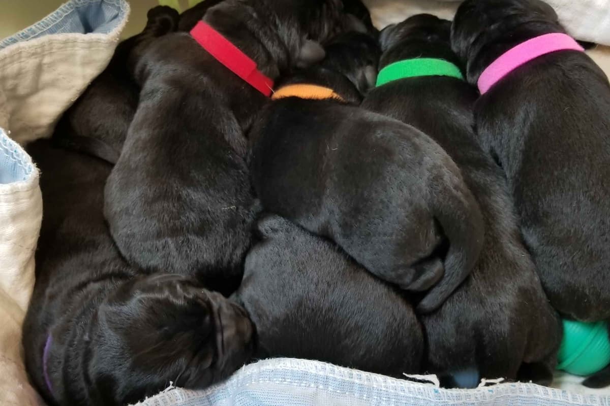 Labrador Retriever Puppies breeder image 14