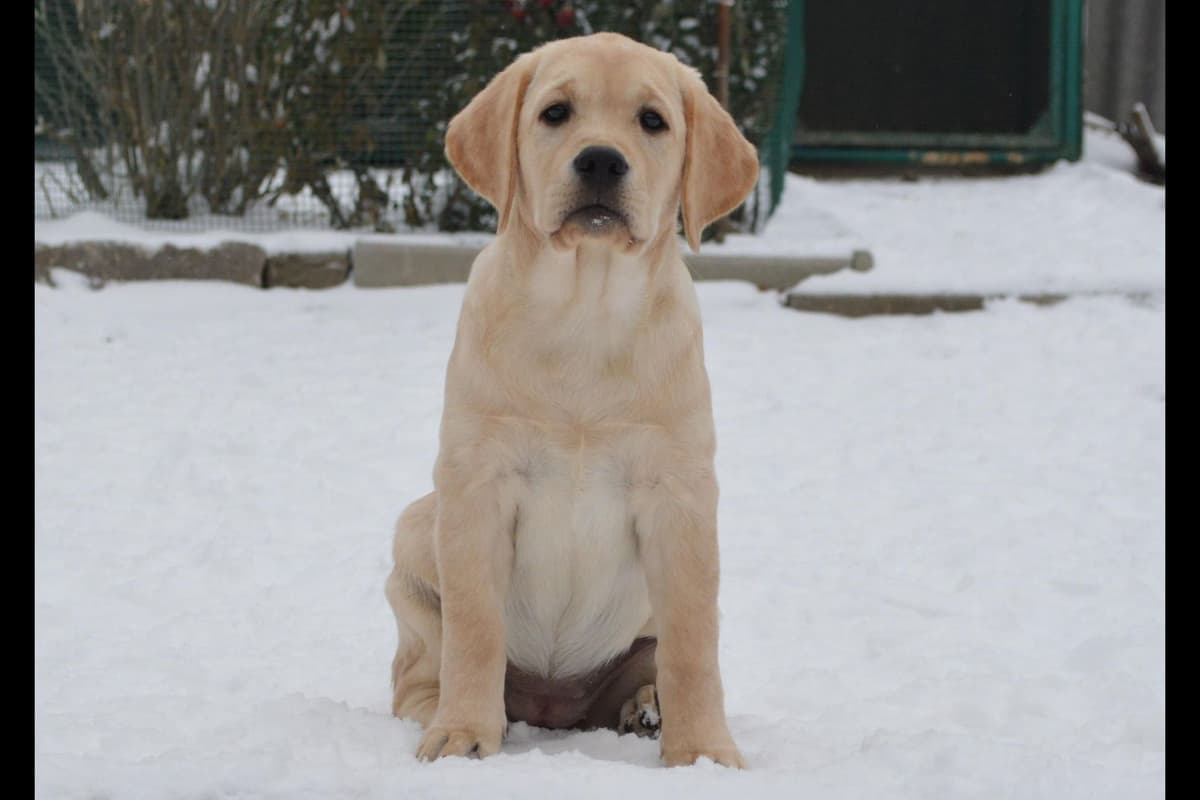 Labrador Retriever Puppies breeder image 15