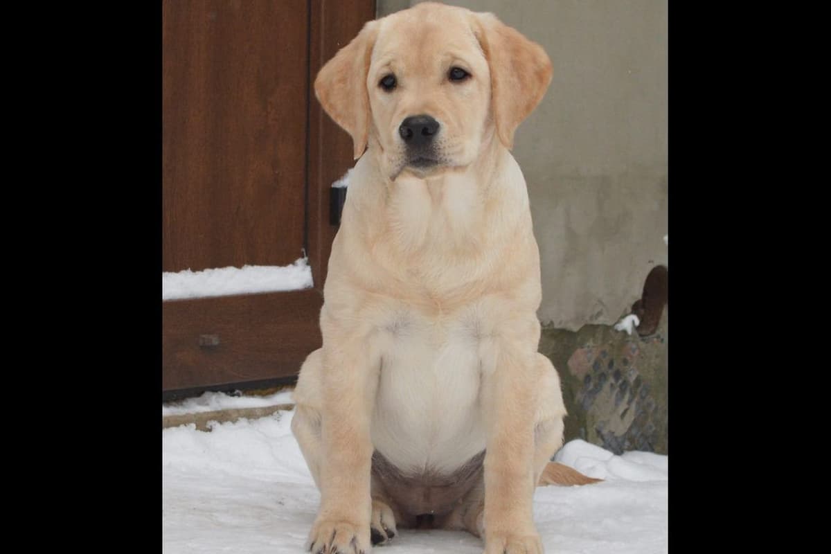 Labrador Retriever Puppies breeder image 17
