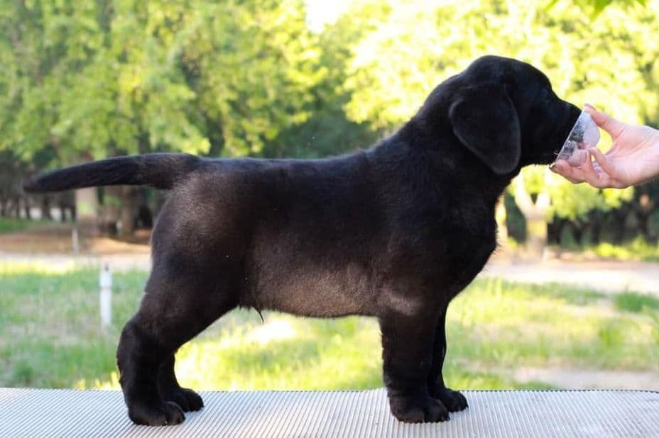 Labrador Retriever Puppies breeder image 18