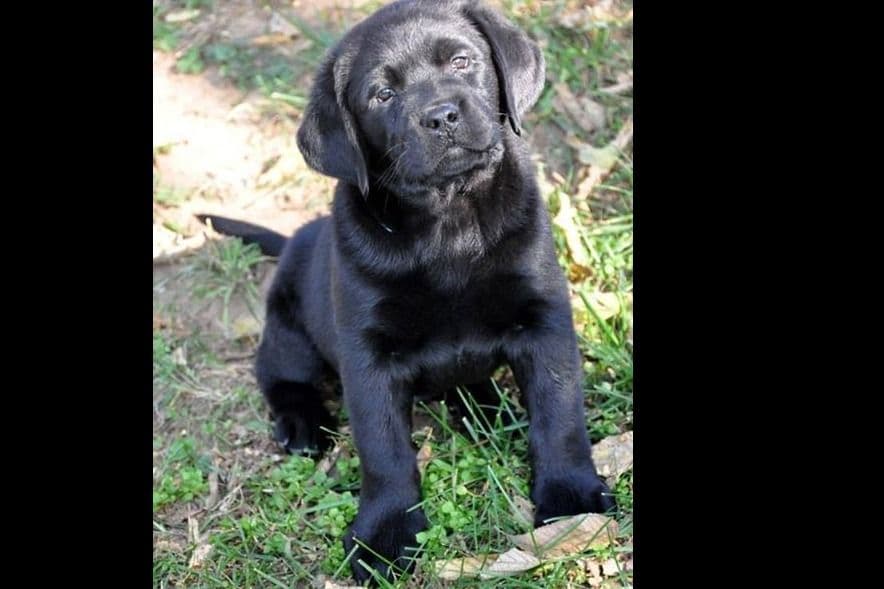 Labrador Retriever Puppies breeder image 19
