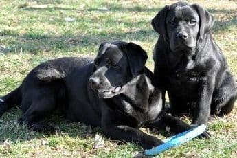 Labrador Retriever Puppies breeder image 20