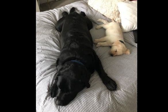 Labrador Retriever Puppies breeder image 21