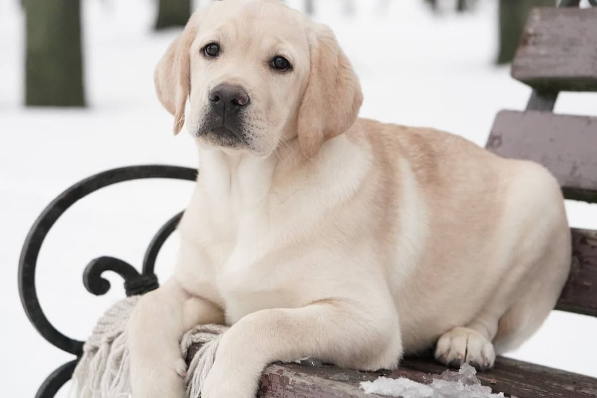 Labrador Retriever Puppies breeder image 23