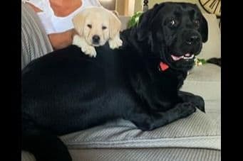 Labrador Retriever Puppies breeder image 24
