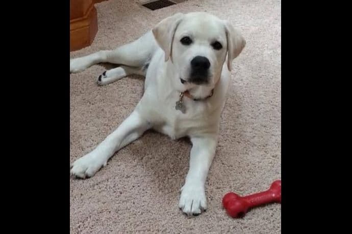 Labrador Retriever Puppies breeder image 25
