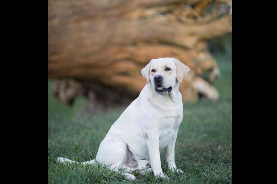 Labrador Retriever Puppies breeder image 28