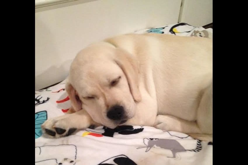 Labrador Retriever Puppies breeder image 29