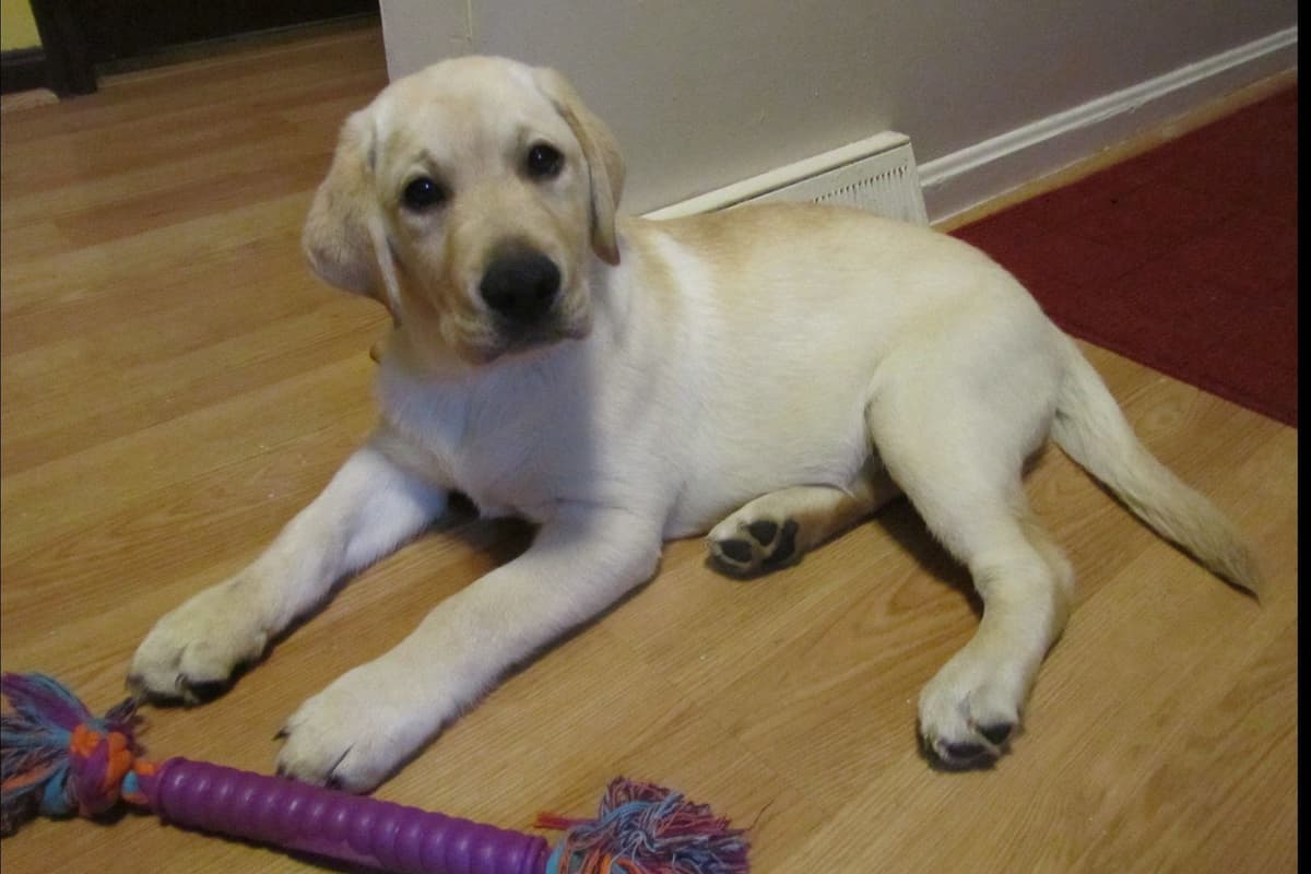Labrador Retriever Puppies breeder image 30