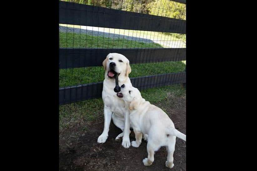 Labrador Retriever Puppies breeder image 32