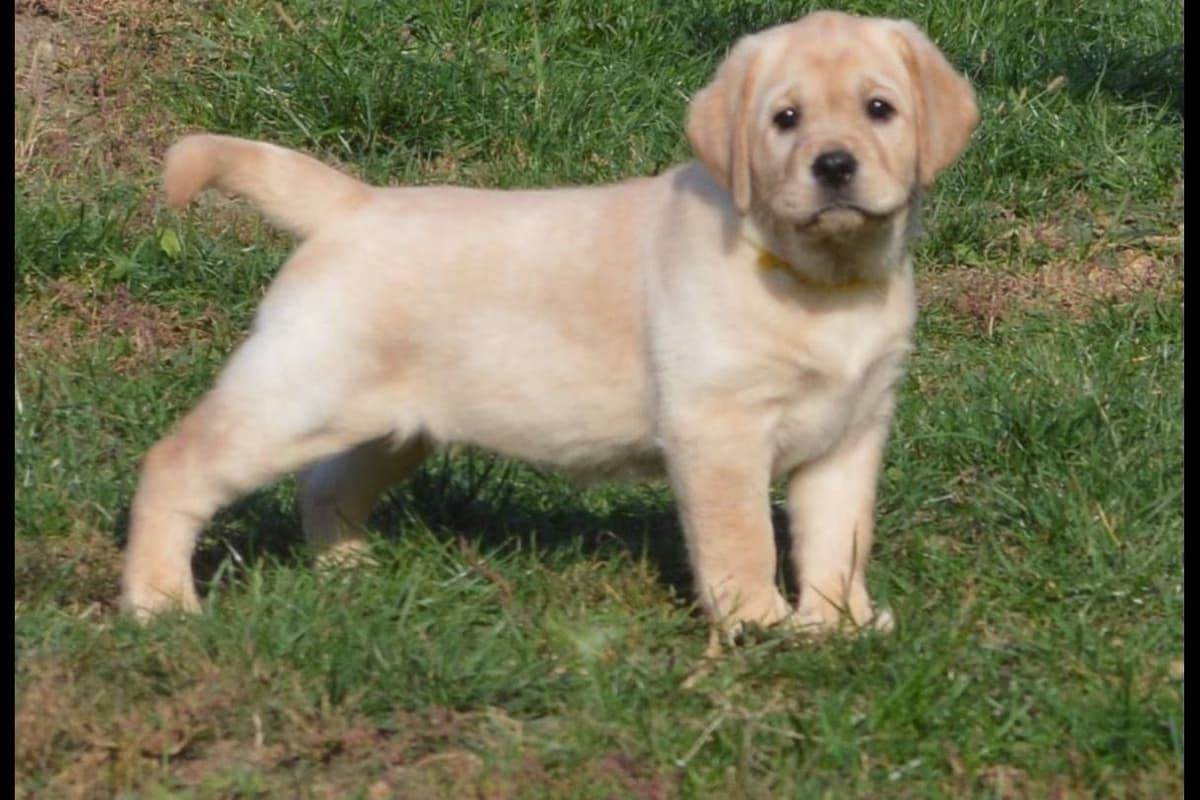 Labrador Retriever Puppies breeder image 33